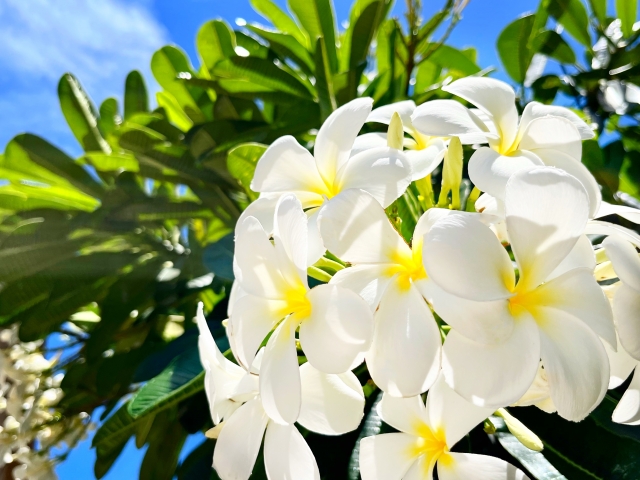プルメリアの花